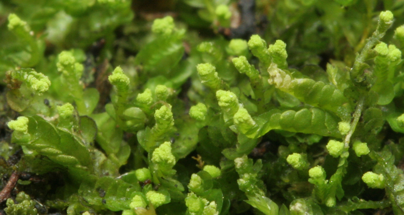 Odontoschisma denudatum